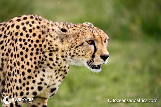 Tanzania Big Game Safari October 2026 Tanzania Big Game Safari October 2026